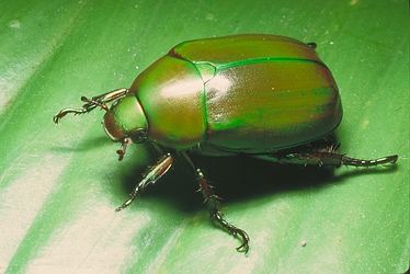 Green-Scarab-Beetle-2770